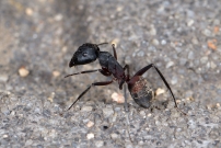 *(Soria - Espagne) La fourmi ensanglante (Hymnoptre - Formicidae - Camponotus cruentatus)
