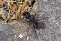 *(Soria - Espagne) La fourmi ensanglante (Hymnoptre - Formicidae - Camponotus cruentatus)