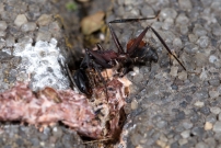*(Soria - Espagne) La fourmi ensanglante (Hymnoptre - Formicidae - Camponotus cruentatus)