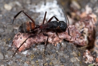 *(Soria - Espagne) La fourmi ensanglante (Hymnoptre - Formicidae - Camponotus cruentatus)
