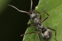 (Hymnoptre - Formicidae - Formica (Serviformica) cunicularia)