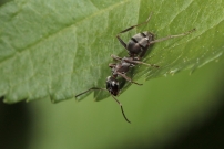 (Hymnoptre - Formicidae - Formica (Serviformica) cunicularia)