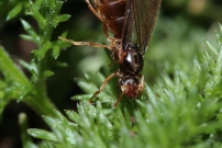 Une femelle aile (Hymnoptre - Formicidae - Indtermin)