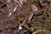 Des ouvrires (Hymnoptre - Formicidae - Indtermin)
