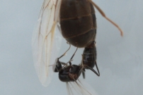 Lasius noire. Le mle est en bas (Hymnoptre - Formicidae - Lasius niger)