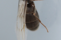 Une femelle aile de lasius noire (Hymnoptre - Formicidae - Lasius niger)