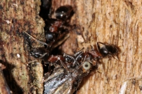 Des ouvrires transportant un crambid (Hymnoptre - Formicidae - Lasius emarginatus) (Lpidoptre - Crambidae - Chrysocrambus craterella)