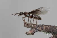 *Une reine aile (Hymnoptre - Formicidae - Lasius (Chthonolasius) sp.)