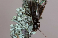 *Une reine aile (Hymnoptre - Formicidae - Lasius (Chthonolasius) sp.)