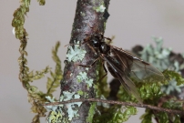 *Une reine aile (Hymnoptre - Formicidae - Lasius (Chthonolasius) sp.)