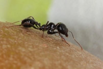*(17000) Une fourmi moissonneuse. Une ouvrire (Hymnoptre - Formicidae - Messor capitatus)