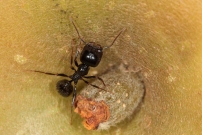 *(17000) Une fourmi moissonneuse. Une ouvrire (Hymnoptre - Formicidae - Messor capitatus)