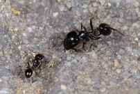 *(Soria-Espagne) Des fourmis moissonneuse. Une ouvrire (Hymnoptre - Formicidae - Messor capitatus)