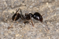 *(Soria-Espagne) Une fourmi moissonneuse. Une ouvrire (Hymnoptre - Formicidae - Messor capitatus)