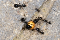 *(Soria-Espagne) Des fourmis moissonneuse. Une ouvrire (Hymnoptre - Formicidae - Messor capitatus)