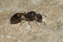 Une reine sans ses ailes (Hymnoptre - Formicidae - Temnothorax unifasciatus)
