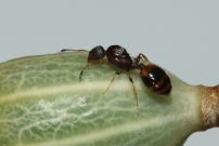 Une reine sans ses ailes (Hymnoptre - Formicidae - Temnothorax unifasciatus)