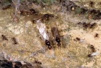 Des reines ailes (Hymnoptre - Formicidae - Temnothorax sp.)