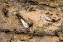 Des reines ailes (Hymnoptre - Formicidae - Temnothorax sp.)