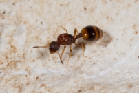 Une reine sans ses ailes (Hymnoptre - Formicidae - Temnothorax unifasciatus)