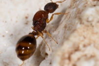 Une reine sans ses ailes (Hymnoptre - Formicidae - Temnothorax unifasciatus)