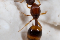 Une reine sans ses ailes (Hymnoptre - Formicidae - Temnothorax unifasciatus)