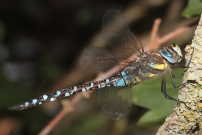 L'aeschne mixte (Odonate - Aeshnidae - Aeshna mixta)