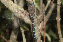 L'aeschne mixte (Odonate - Aeshnidae - Aeshna mixta)
