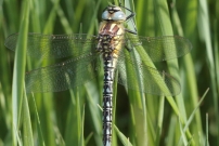 L'aeschne printanire (Odonate - Aeschnidae - Brachytron pratense)