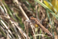 La libellule carlate (Odonate - Libellulidae  - Crocothemis erythraea)