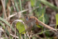 La libellule carlate (Odonate - Libellulidae  - Crocothemis erythraea)