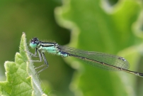 L'agrion lgant (Odonate - Coenagrionidae - Ischnura elegans)