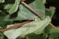 Le leste vert (Odonate - Lestidae - Lestes viridis)