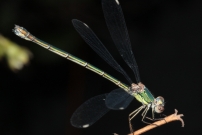 Le leste vert (Odonate - Lestidae - Lestes viridis)