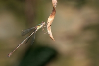 Le leste vert (Odonate - Lestidae - Lestes viridis)