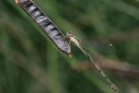 Le leste vert (Odonate - Lestidae - Lestes viridis)
