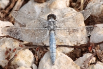 *Un orthtrum (Odonate - Libellulidae - Orthetrum sp.)