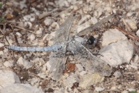 *Un orthtrum (Odonate - Libellulidae - Orthetrum sp.)