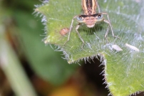 Le pennipatte orang ou l'agrion orang. Une femelle (Odonate - Platycnemididae - Platycnemis acutipennis)