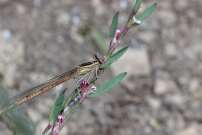 Le pennipatte orang ou l'agrion orang. Une femelle (Odonate - Platycnemididae - Platycnemis acutipennis)