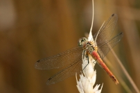 Le symptrum rouge-sang. Une femelle (Odonate - Libellulidae - Sympetrum sanguineum)