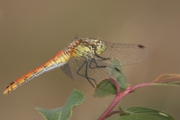 Le symptrum rouge-sang. Une femelle (Odonate - Libellulidae - Sympetrum sanguineum)
