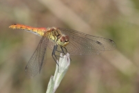 Le symptrum rouge-sang. Une femelle (Odonate - Libellulidae - Sympetrum sanguineum)
