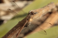 Le symptrum mridional (Odonate - Libellulidae - Sympetrum meridionale)