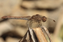 Le symptrum mridional (Odonate - Libellulidae - Sympetrum meridionale)