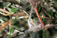 Le symptrum  ct stri. La femelle est en bas (Odonate - Libellulidae - Sympetrum striolatum)