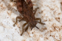 Un mle juvnile (Orthoptre - Acrididae - Indtermin)