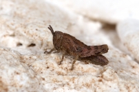 Un mle juvnile (Orthoptre - Acrididae - Indtermin)