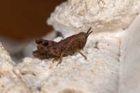 Un mle juvnile (Orthoptre - Acrididae - Indtermin)