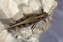 L'Oedipode meraudine. Une femelle (Orthoptre - Acrididae - Aiolopus thalassinus thalassinus)
